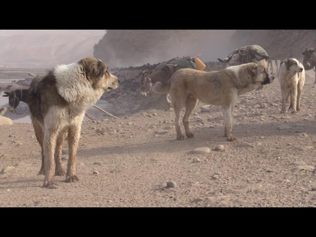 Tajik famous Hissar sheep and Sagi dahmarda from different flocks