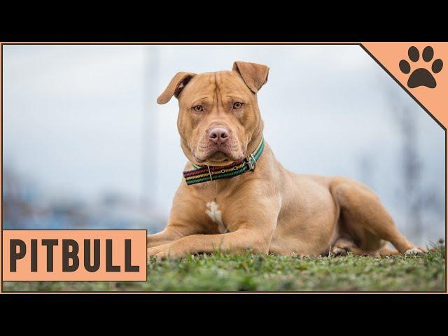 Pitbull - Dog Breed Information