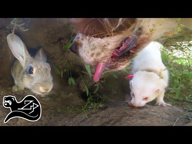 Lurcher Dog Hunting Rabbits - Hunting with Ferrets New Zealand 5 