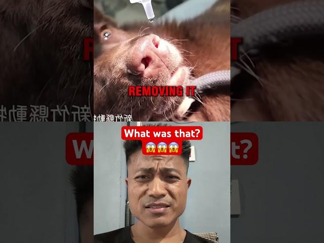 Poor dog
