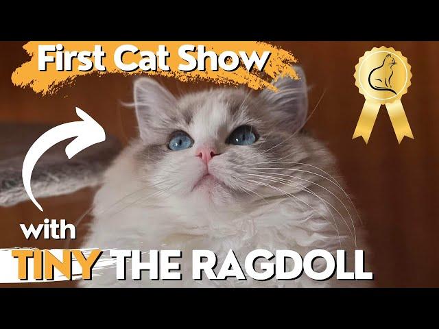 Fluffy Ragdoll Kitten 'Tiny' Goes to First Cat Show