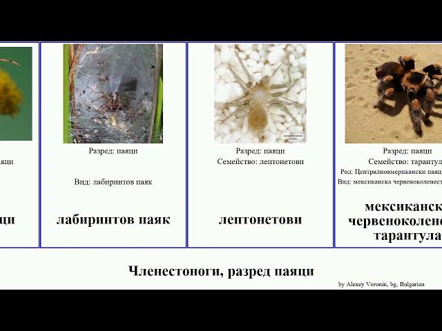 Членестоноги, разред паяци паяк крабов тарантула arthropoda птицеяд паунови Stretch домашен North