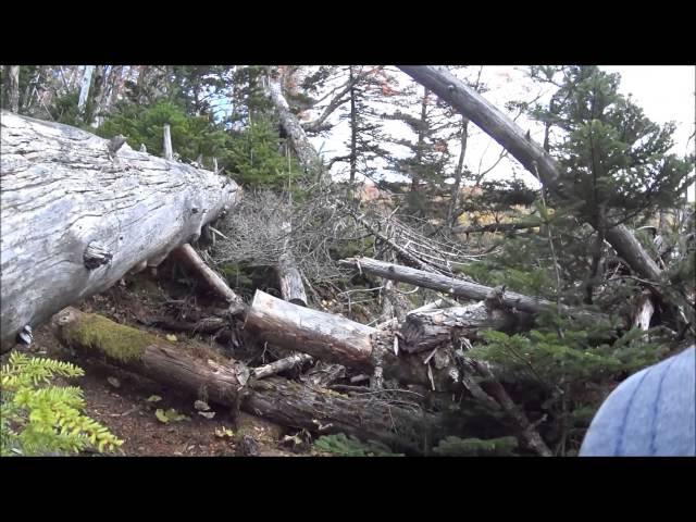 富士山　秋の村山古道　大倒木帯を行く