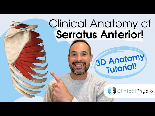 Clinical Anatomy of Serratus Anterior | Expert Physio Guides you through Key Muscle Anatomy!