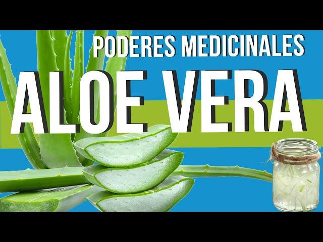  Conoce las PROPIEDADES MEDICINALES del ALOE VERA o SÁBILA  ¡Una Planta ASOMBROSA!