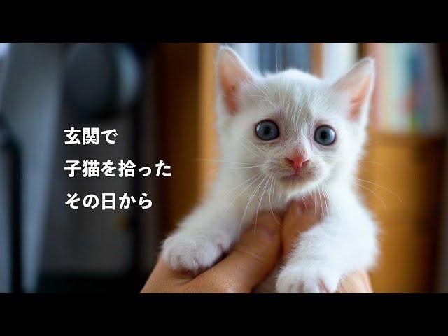 SUB)玄関で子猫を拾ったので、保護して一緒に暮らすことにしました。