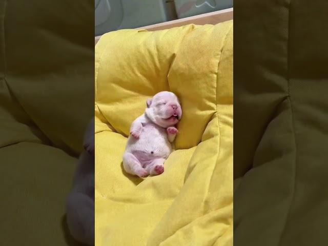 Mama Frenchie With Newborn Babies  #puppy #bulldog #cute #frenchie