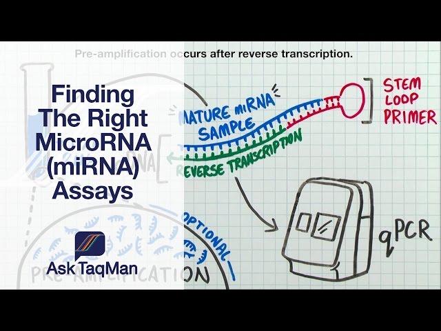 Finding The Right MicroRNA (miRNA) Assays - Ask TaqMan #31