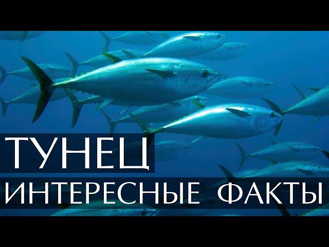 Тунец - интересные факты