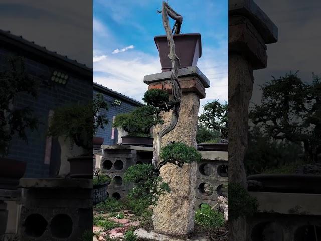 This is the tallest cliff-top cypress bonsai I have ever seen.