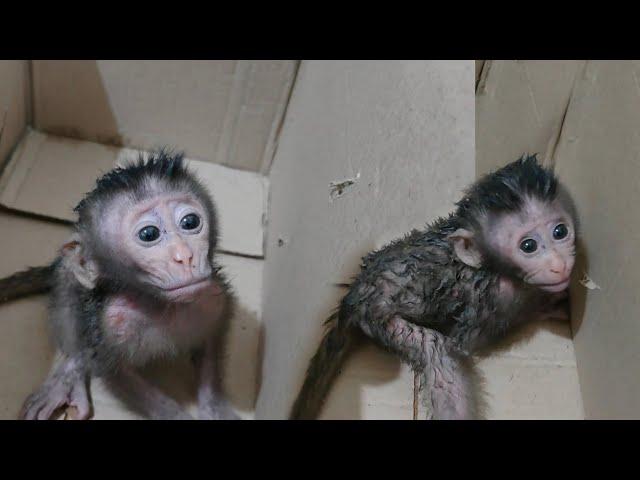 Adoption of dirty and smelly baby monkeys from the animal market, welcome new baby monkeys