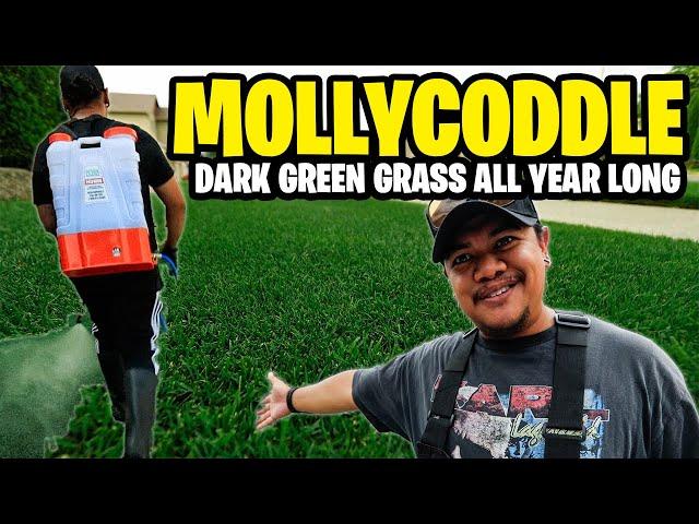 DARK GREEN GRASS 24-7 365 Days a year! THE MOLLYCODDLE MIX The recipe with ingredients + schedule