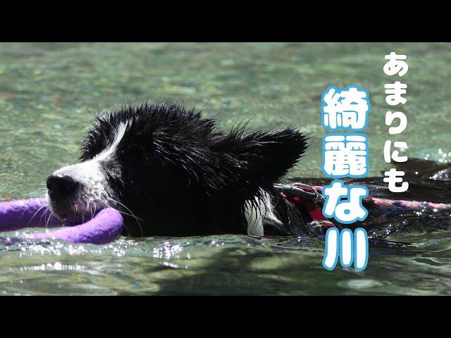 今年初の川遊び！震えるほど冷たい水でも大はしゃぎの愛犬の感覚どうなってるのw