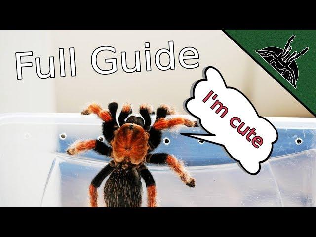 How to TARANTULA? Complete beginner guide 101