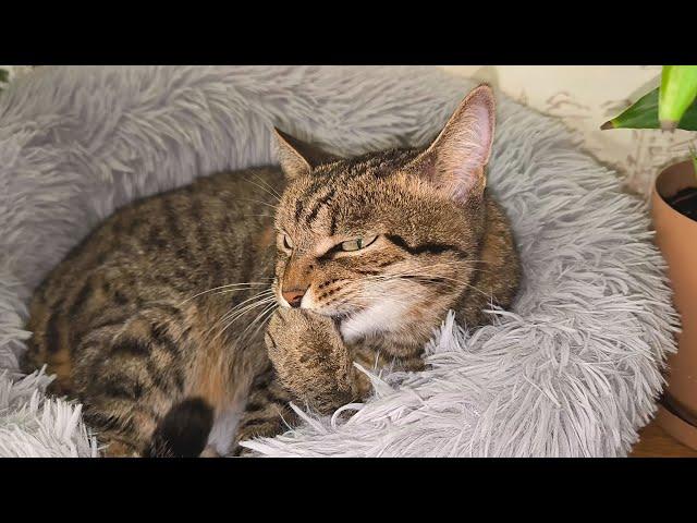 The cat washes itself before going to bed