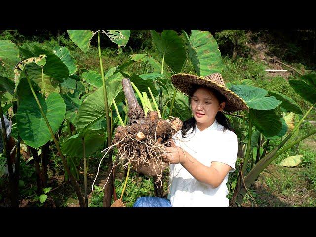 The super delicious cooking method of taro, the method is very simple, nutritious and delicious