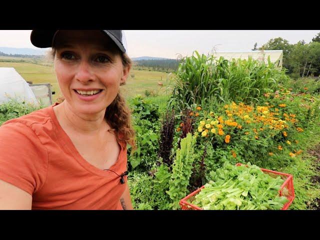 Beautiful, Abundant GIANT Garden Harvest | Another BIG Preserving Day!