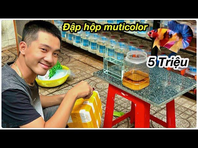 Thanh Hải Betta đập hộp Nemo Muticolor  nền Vàng [ CHIA SẼ CÁCH DƯỠNG CÁ KHI MỚI MUA VỀ ]