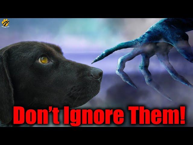 If Your DOG BARKS AT NIGHT... DON'T IGNORE THEM | Dog Secrets