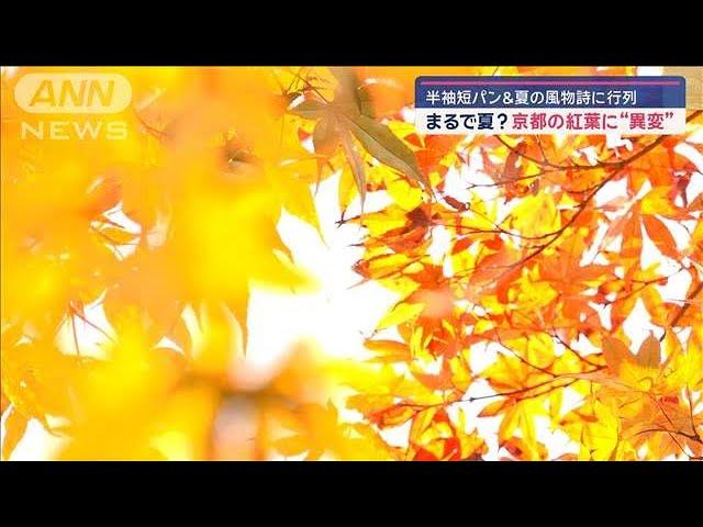 まるで夏？京都の紅葉に“異変”　キャベツは“巨大化”…　異例の暖かさいつまで？【スーパーJチャンネル】(2024年11月12日)