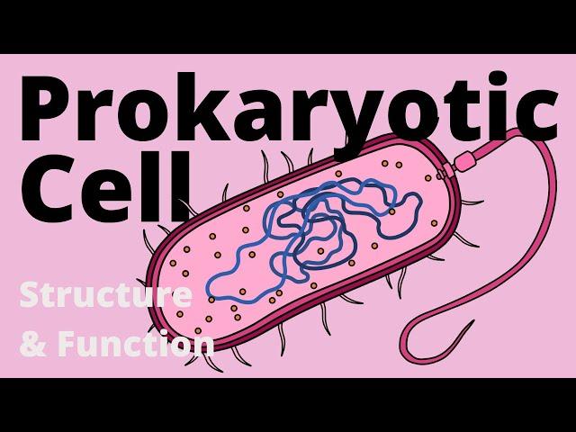 Structure and Function of a Prokaryotic Cell (Bacteria)