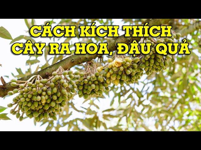 Cách kích thích cây ra hoa, đậu quả - Mẹo Vặt Cuộc Sống