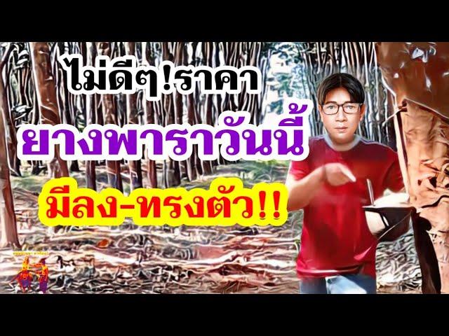 สถานการณ์ราคายางพาราวันนี้ล่าสุด ทรุด-ทรง แผ่น-น้ำยางร่วง! 21 ต.ค.67