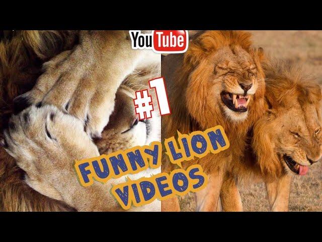 Funny Lion Videos 2020