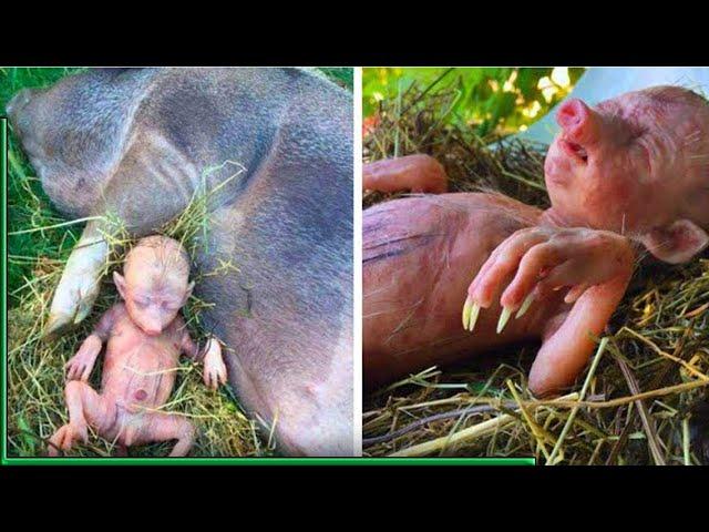 Farmer's Pig Gives Birth To Human Baby, He Takes A Closer Look And Starts Crying