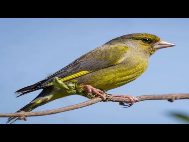 Verdun Greenfinch Singing Verdone Canto Verderon