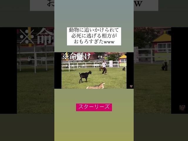 ヤギに追いかけ回されて発狂