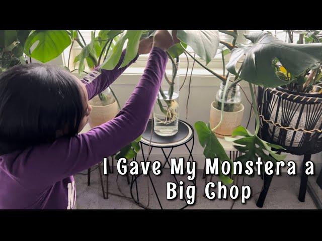 How I Split My Monstera Into Four Plants / JerseyWifeJerseyLife