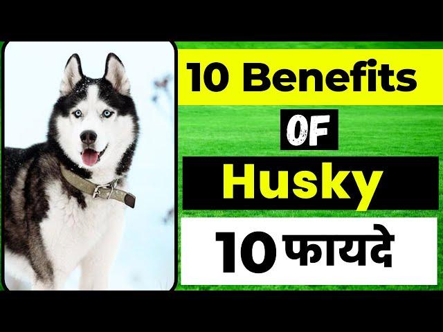 10 Benefits Of Siberian Husky| Siberian Husky के दस फायदे