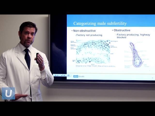 Optimizing Male Fertility | Jesse Mills, MD | UCLAMDChat