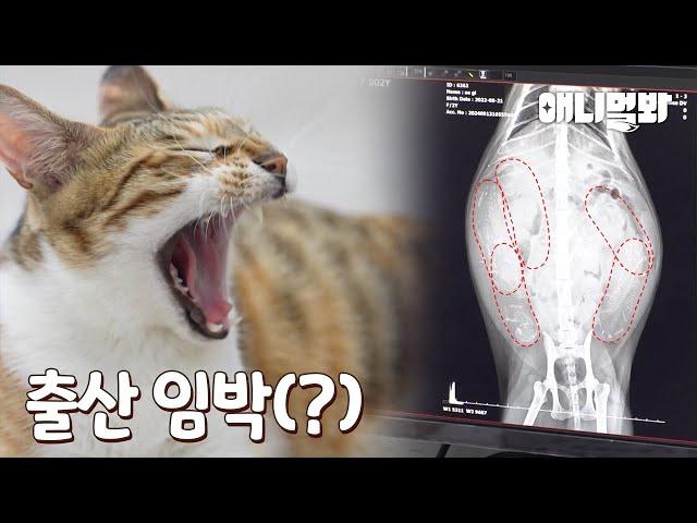 Baby Is Giving Birth To Babies?! Hair Salon Cat’s Story