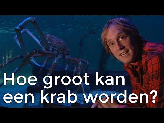 Hoe groot kan een krab worden? | Het Klokhuis