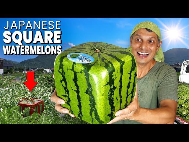 How Japanese Square Watermelons are Made & Eaten  ONLY in JAPAN