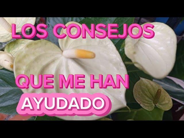 ANTURIOS HERMOSOS con la AYUDA de estos CONSEJOS #COLORES DE FLORES que hay en el momento🪴