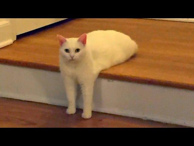 Funny CATS guaranteed to make you laugh - Funny cat compilation