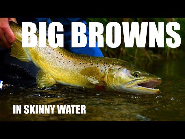 Fly Fishing SMALL STREAM Big Brown Trout in Skinny Water - Shallow Dropper Nymphs & Sight-fishing