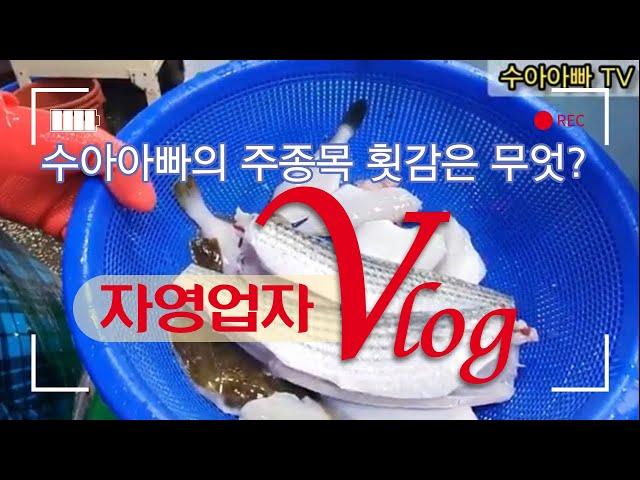 [수산시장 자영업자 브이로그] 수아아빠의 주종목 횟감은 과연 무엇일까요? How to fillet Mullet, Fool fish, Flounder  [수아아빠TV]