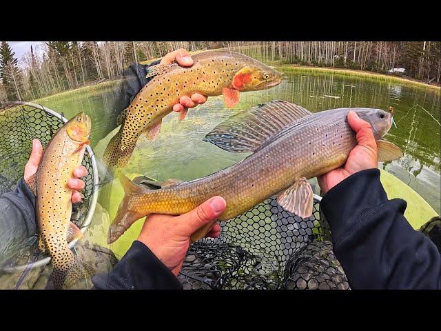 I Caught a GIANT Arctic Grayling.. CATCH & COOK