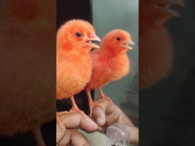 Wow cutie colour chicken video | hen  baby cutie sound | mugi ke chuze ke awaz #birds #wildlife