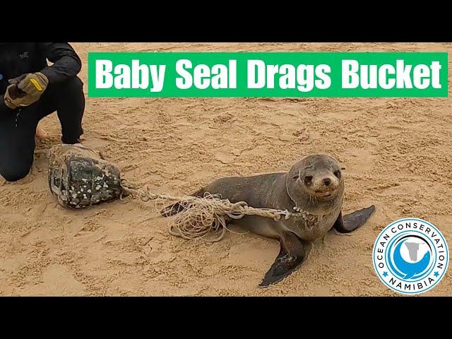 Baby Seal Drags Bucket