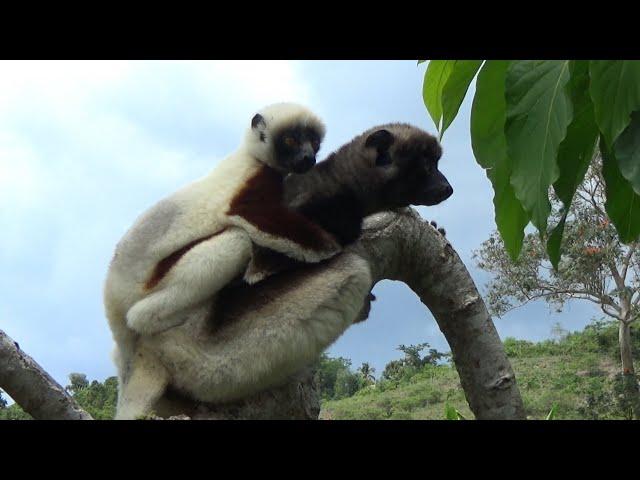 Madagascar 2022 - Jeep after the island Nosy Be