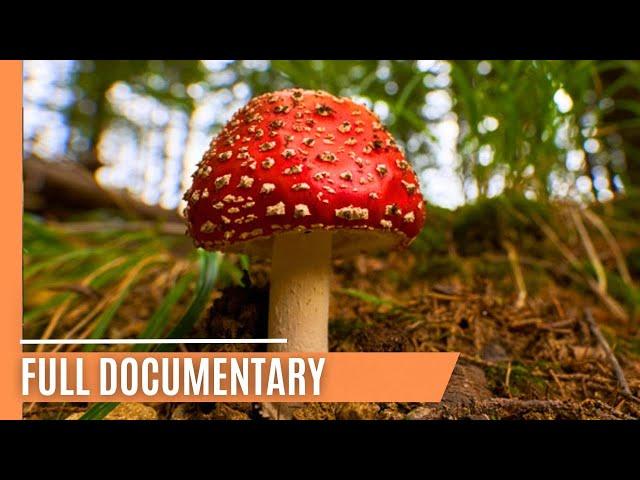 Silent Killers: The Forest Threats Creeping into Our Lives | Full Documentary