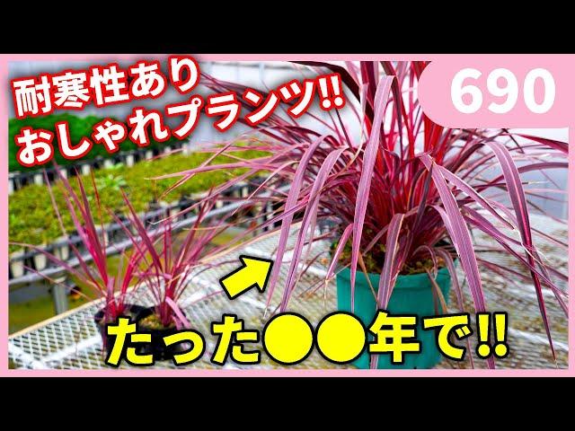 【おすすめ】コルジリネ ｂｙ園芸チャンネル 690 園芸 ガーデニング 初心者