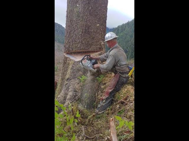 Stihl Slinger slaying in the wind