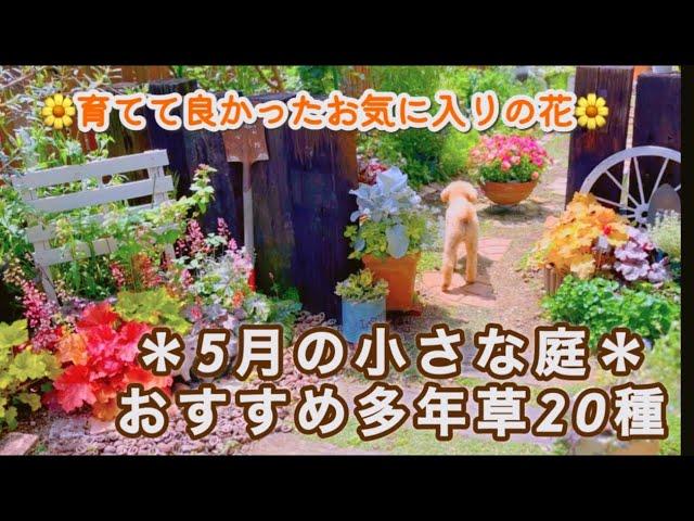 【育てて良かった*多年草20種*】種まき1年草開花6種/セラスチゥムの株分け/斑入りポーチェリカ/雨の庭/ムスカリのお手入れ/