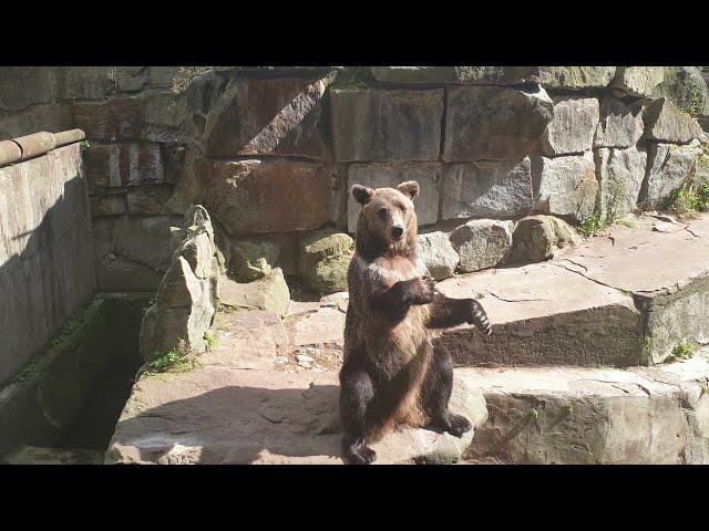 Медведь попрошайка / в Зоопарке